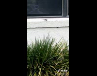 Collab BitchMP - Guy versus lizard workout battle push up