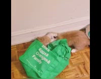 Two brown white kittens green reusable bag 