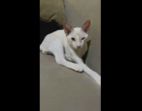 Sleepy kitten tries to stay awake 