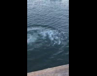 Collab Allfails - Guy Blue Shorts Does Front Flip Into Water And Belly Flops