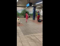 Zebra guy tries to steal tips