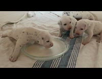 Collab KaleSaladIG - Puppy drinks milk bowl with paw inside