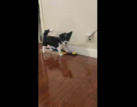 Dog tells owner to take a shot and then calls owner a bitch