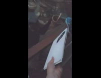 Monkey look at itself artist painting zoo