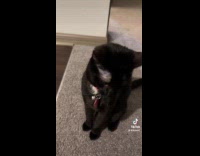 Collab Clips MPUGC - Woman taunting pet cat 