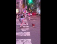 Guy walks around chicken standing on street and photographs it 