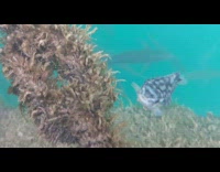 Baby lumpfish swim near camera piano music