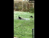 Two cats run on slippery ice backyard