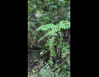 Two black gorillas chase each other around 