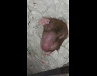 Rat pet with inflated groin crawl down