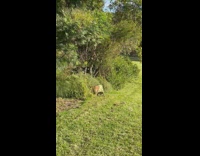 Dog rub back on shrubs green shirt
