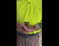 Man yellow shirt hold baby ringtail possum