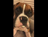 Girl scolds brown dog for eating salad 