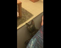 Black kitten under blue leggings leg couch