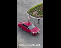 Man dance over red car at garden part 1