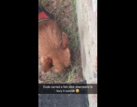 Dog buries fish stick outside the house