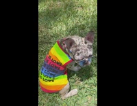 Frenchie wears rainbow shirt and sunglasses