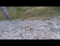 Leaf stick insect climb on wire fence