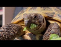 Turtle eats lettuce leaf in closeup video