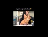 Collab Clips MPUGC - Cats eyes sad after another cat hissed
