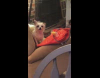 Dog barks at women open toy tunnel