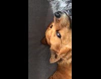 Brown dog lay on sofa  funny position