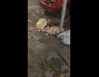 Raw chicken on sidewalk red SUV car 