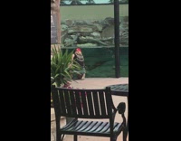 Sea otter follows doll aquarium red hat