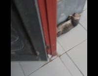 Gray cat lay on back sleep on floor