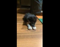 Young Kitten Kneads Floor and Rolls Over