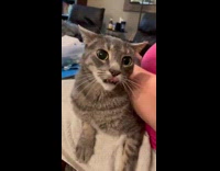 Cat resisting being groomed says oh no