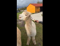 Alpaca munch on food makes funny noise
