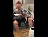 Guy eats food next to pig couch 