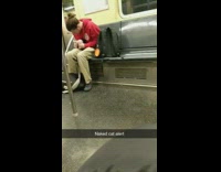 naked cat alert hairless cat