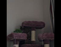 Cat on cat tower wants curtain open