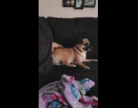 Collab DailyDoseOfInternet - Brown dog shake sofa to get attention