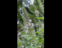 Camouflaged white crab spider on basil flower
