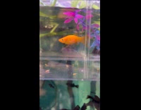 Collab Clips MPUGC - Molly fish orange giving birth in aquarium 
