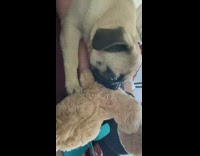 Pug bites teddy bear 