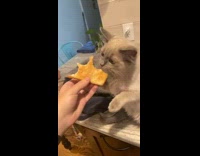 Pet cat reaches and eats grilled cheese sandwich