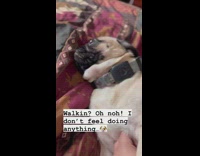 Dog Lays Down on Blanket-Covered Couch