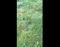 Random tv remote control at cemetery