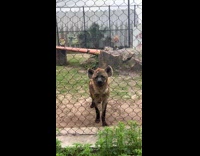 Man commenting about hyenas at zoo 