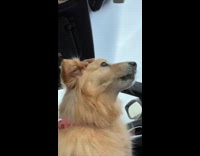 Dog howls in car
