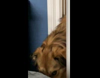 Dog brings collar to owner for walk