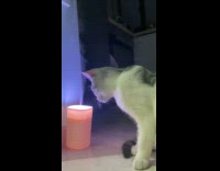 Cat plays with the smoke from diffuser 