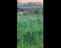 Cat and dog jump on grass field