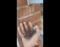Guy grabs cluster of spiders on wall 