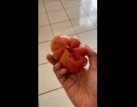 Person shows weird fused tomato with many cracks