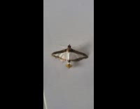 Brown white moth on white wall insect